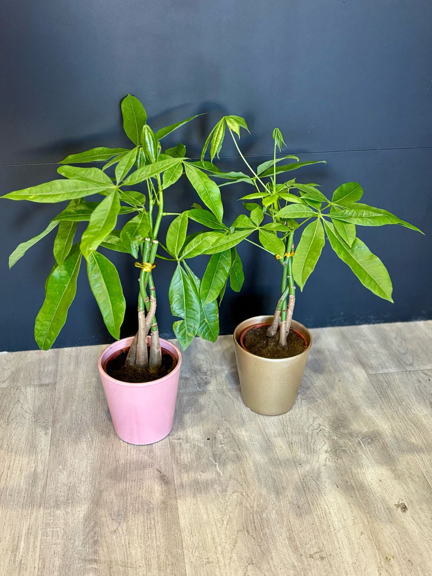 Plants