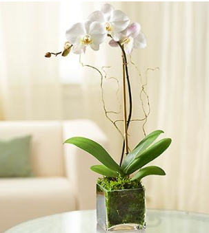 Orquídea elegante