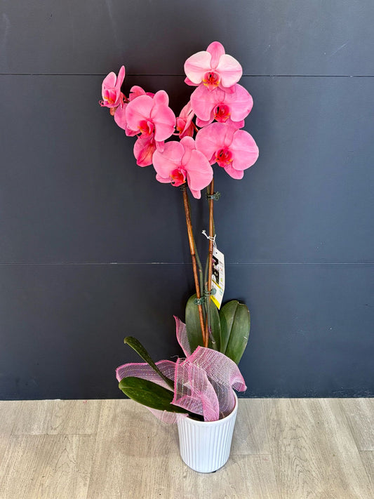 Orchid Plant
