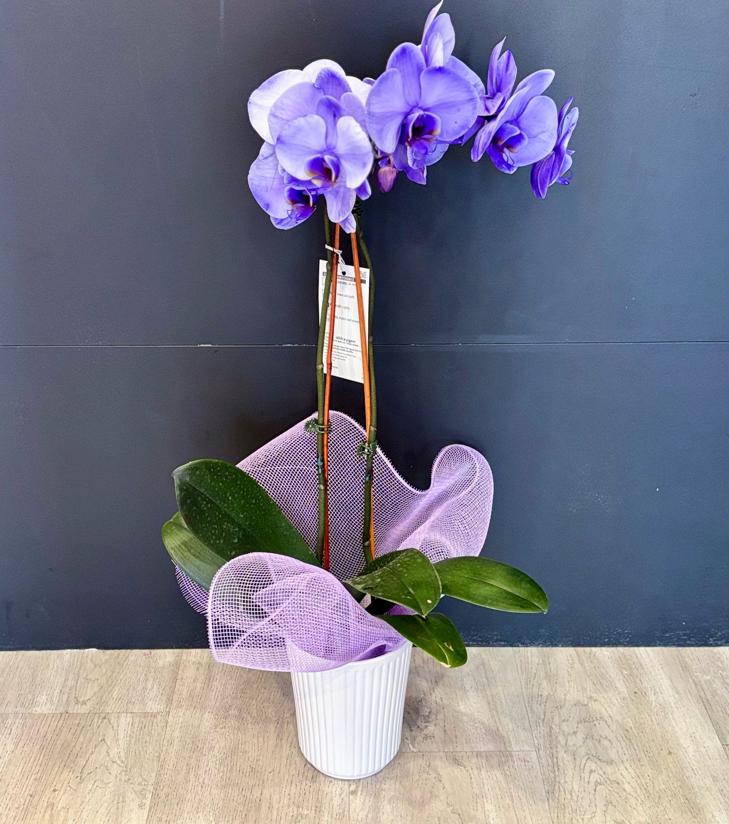 Orchid Plant